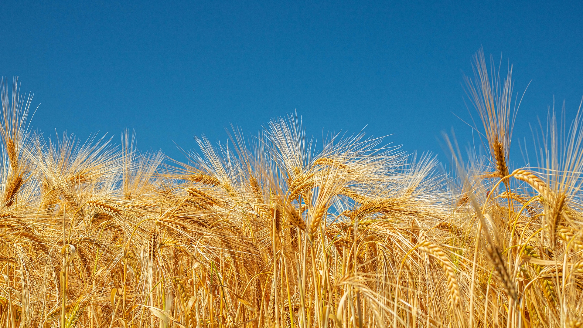 wheat field and blue sky